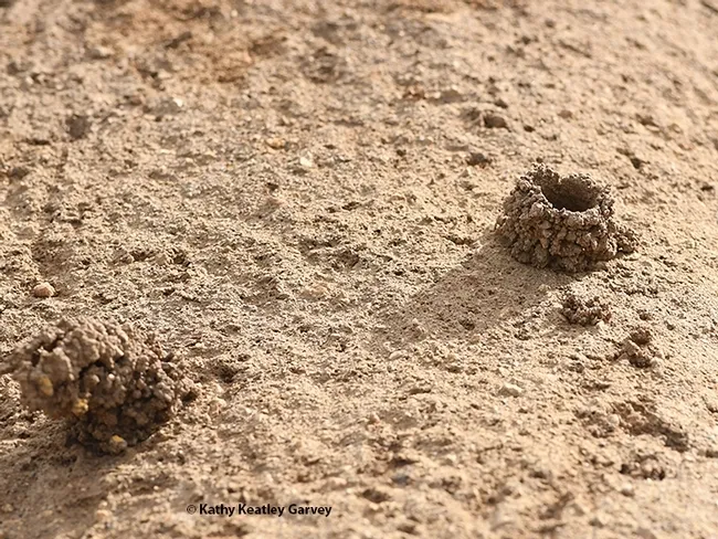 These are the turrets, aka "sandcastles," that digger bees build in the sand cliffs off Bodega Head. (Photo by Kathy Keatley Garvey)