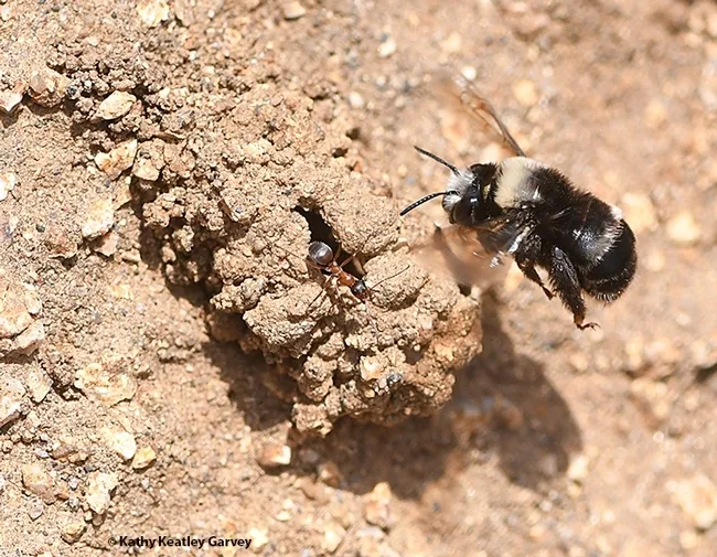 A digger bee, Anthophora bomboides stanfordiana, heading toward her nest at Bodega Head. (Photo by Kathy Keatley Garvey)