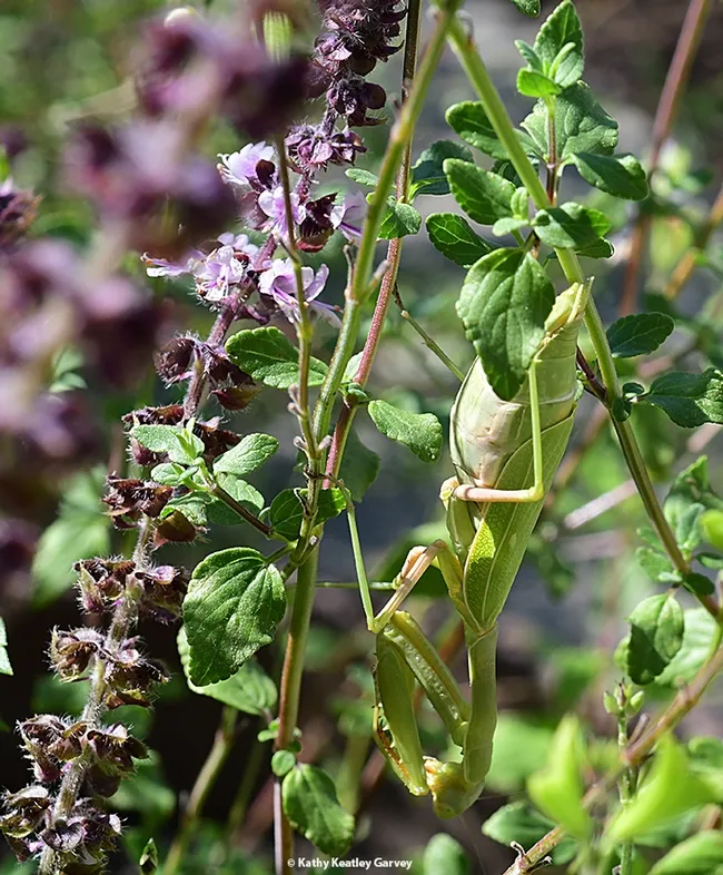 Find the praying mantis! This is a female gravid Stagmomantis limbata. (Photo by Kathy Keatley Garvey)
