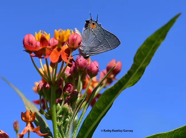 The gray hairstreak, Strymon melinus, finds a play her lay her eggs, on the buds of a tropical milkweed, Asclepias curassavica. (Photo by Kathy Keatley Garvey)
