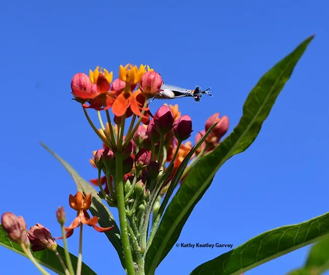 Gray hairstreak, Strymon melinus, laying eggs on the buds of a tropical milkweed, Asclepias curassavica. (Photo by Kathy Keatley Garvey)