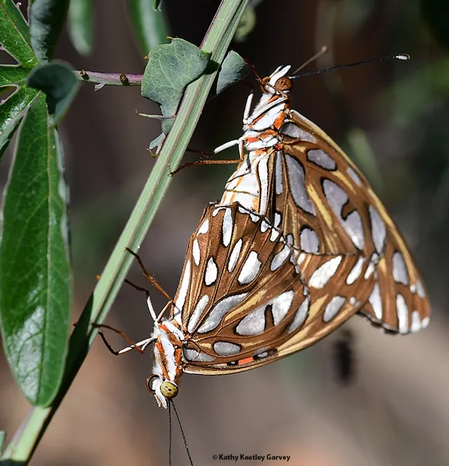 Insect wedding photography: Two Gulf Fritillaries, Agraulis vanillae, in a Vacaville, Calif. pollinator garden. (Photo by Kathy Keatley Garvey)