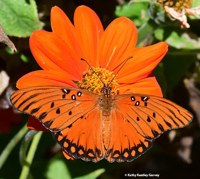 A Gulf Fritillary, Agraulis vanillae, nectaring on a Mexican sunflower, Tithonia rotundifola. (Photo by Kathy Keatley Garvey)