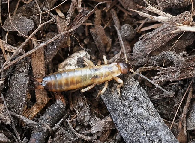 European earwig. (Photo by Beth Grafton-Cardwell)