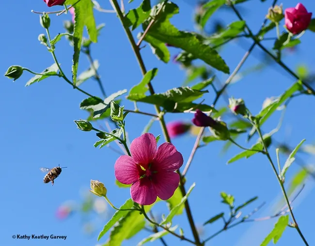 A honey bee heads for the Anisodontea sp. ‘Strybing Beauty.' (Photo by Kathy Keatley Garvey)