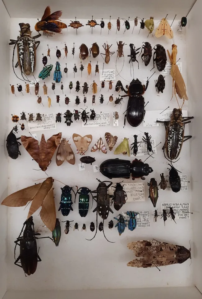 This is another image of the Bohart Museum of Entomology collection that will be gifted to Atatürk University, Turkey. (Bohart Museum photo)