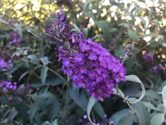 Petaluma Library Garden for habitat, photo by Mimi Enright