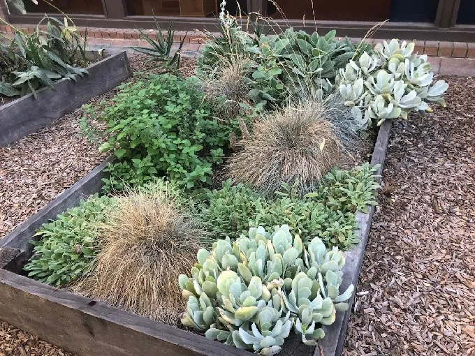 Petaluma Library Garden raised bed, photo by Mimi Enright
