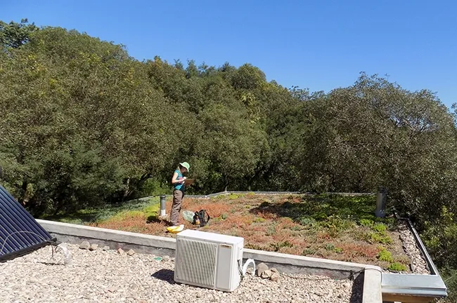 Ecologist and research scientist Maria Silvina Fenoglio (shown here on a green roof) will present a virtual seminar, hosted by the UC Davis Department of Entomology and Nematology, on "Do Green Roofs Benefit Urban Arthropod Communities? Evidence from a South American City," at 4:10 p.m., Wednesday, Oct. 6.