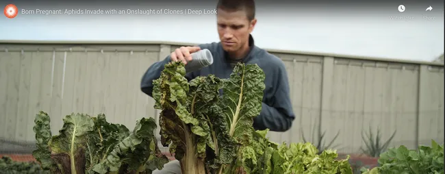 Cooperative Extension specialist and agricultural entomologist Ian Grettenberger of the UC Davis Department of Entomology and Nematology is shown in this frame in KQED's Deep Look video on aphids. The work of Josh Cassidy, it won an international nature award, the equivalent of an Oscar. (Screen shot)