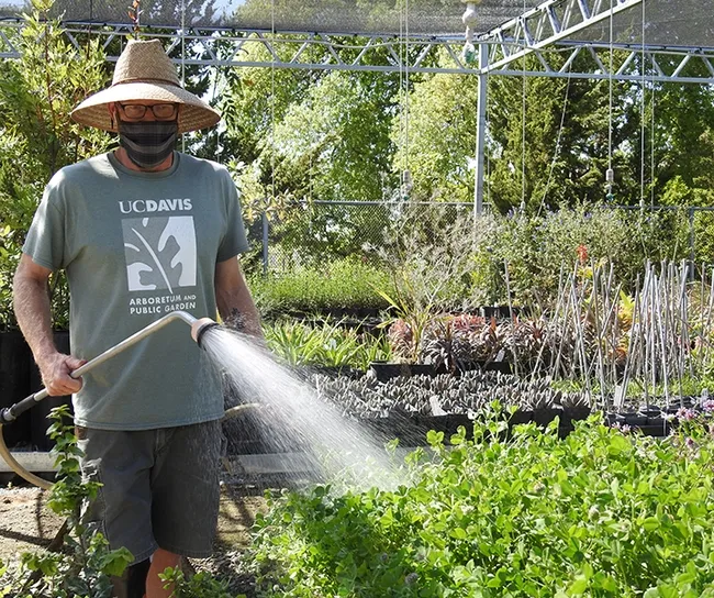 UC Davis Arboretum Teaching Nursery manager Taylor Lewis caring for the plants. Plant sales this year are online sales with curbside pickup. (Photo by Kathy Keatley Garvey)