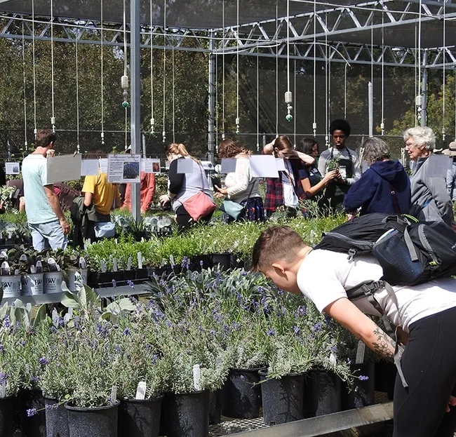 COVID-10 pandemic precautions have changed the in-person plant sales to online plant sales at the UC Davis Arboretum Teaching Nursery. (Photo by Kathy Keatley Garvey)