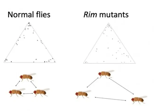 An illustration from the seminar of postdoctoral fellow Sergio Hidalgo Sotelo of the UC Davis Department of Entomology and Nematology.