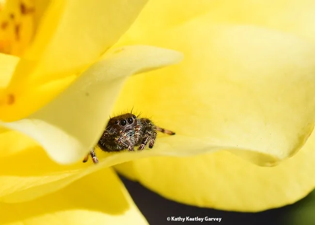 Hi, there! A jumping spider peers at the photographer. (Photo by Kathy Keatley Garvey)