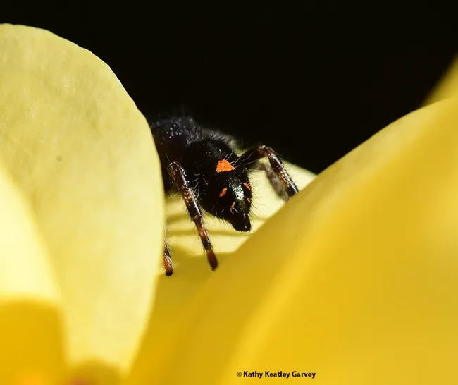'Bye, bye! See ya later.' The jumping spider heads to another site. (Photo by Kathy Keatley Garvey)