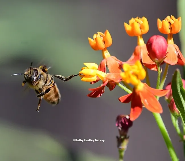 Right, left, up and down, the honey bee tries to free herself from the milkweed "floral trap." (Photo by Kathy Keatley Garvey)