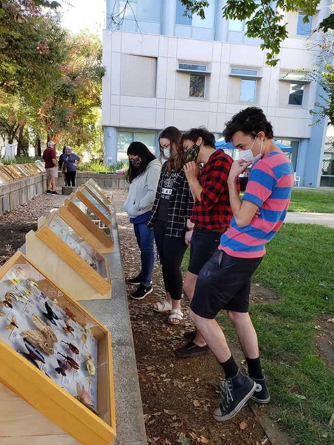As part of Aggie Pride Week or Spirit Week, the Bohart Museum displayed some of its insect specimens.