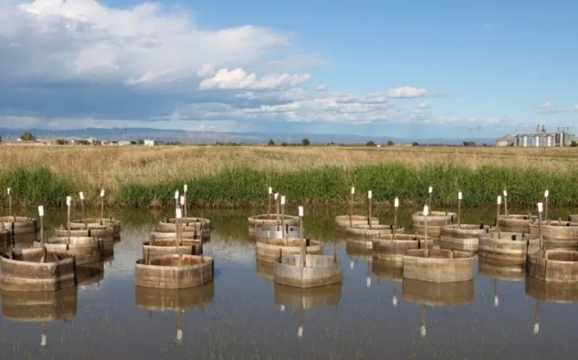 A field trial at the California Cooperative Rice Research Foundation Inc. Rice Experiment Station near Biggs, Calif. (Photo by Ian Grettenberger)