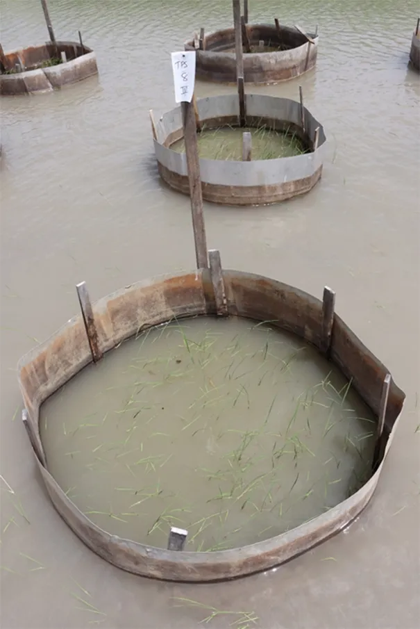 UC Cooperative Extension specialist Ian Grettenberg said that "we evaluated alternative management strategies that could be used to manage tadpole shrimp. We tested a number of materials using small metal ring plots and natural shrimp population. (Photo by Ian Grettenberger)