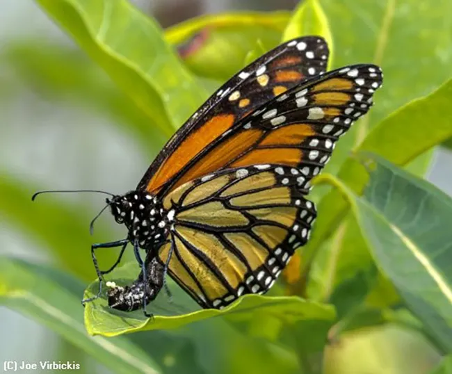 This image, "Monarch Laying Eggs," by Joe Virbickis of Washington, Ill., won the medal for "Best by Peoria Camera Club Member." (Copyright Joe Virbickis)