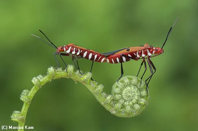 Best of Show went to Marcus Kam of Malaysia for this image, "Bugs Love." (Copyright Marcus Kam)