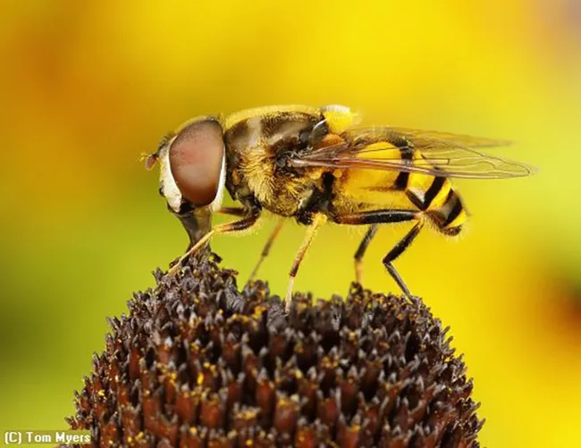 Entomologist Tom Myers won "Best by ESA Member" for this image of a syrphid fly. (Copyright Tom Myers)