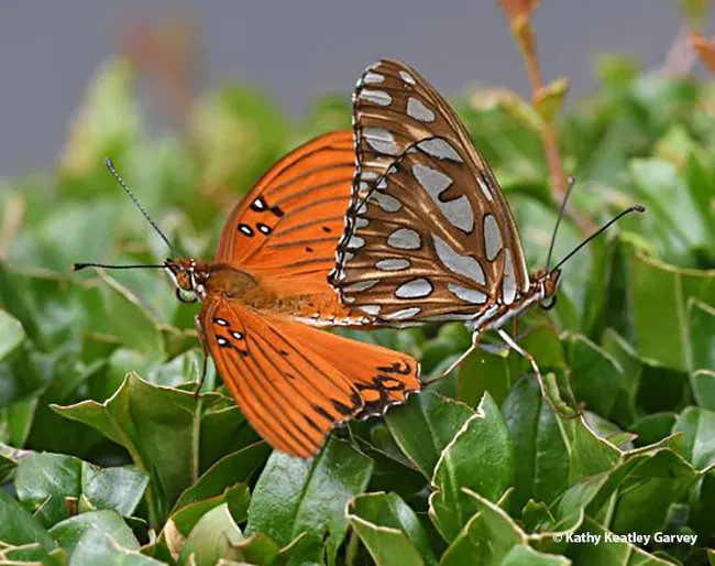 One of the California-based images accepted in the 2021 international Insect Salon was this one by ESA member Kathy Keatley Garvey, of Gulf Fritillaries "Keeping Busy." (Copyright Kathy Keatley Garvey)