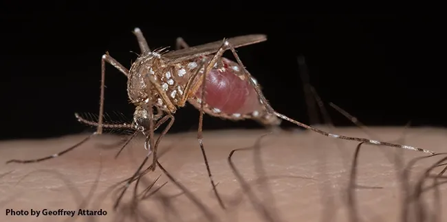 "The growing presence of Aedes aegypti mosquitoes, which can transmit the viruses that cause Zika, dengue, chikungunya, and yellow fever as well as the parasite that causes heartworm in pets, is a major public health threat," says UC Davis medical entomologist/geneticist Geoffrey Attardo. (Photo by Geoffrey Attardo)