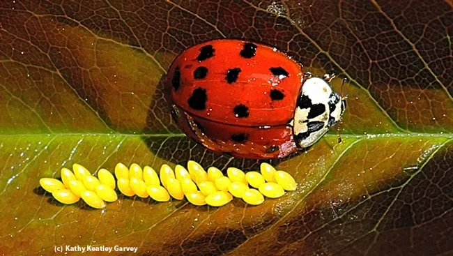 A lady beetle and her eggs in a Vacaville garden. Everything in nature is connected, says Frédérique Lavoipierre. If you have no aphids, no lady beetles or soldier beetles for you. (Photo by Kathy Keatley Garvey)