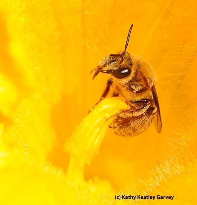 The squash bee, Peponapis pruinosa, is a specialist that pollinates only the cucurbits or squash family, Cucurbitaceae. (Photo by Kathy Keatley Garvey)