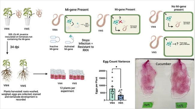 This is the solo slide that UC Davis graduate student/nematologist Alison Coomer presented.