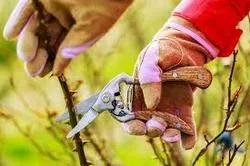 pruning