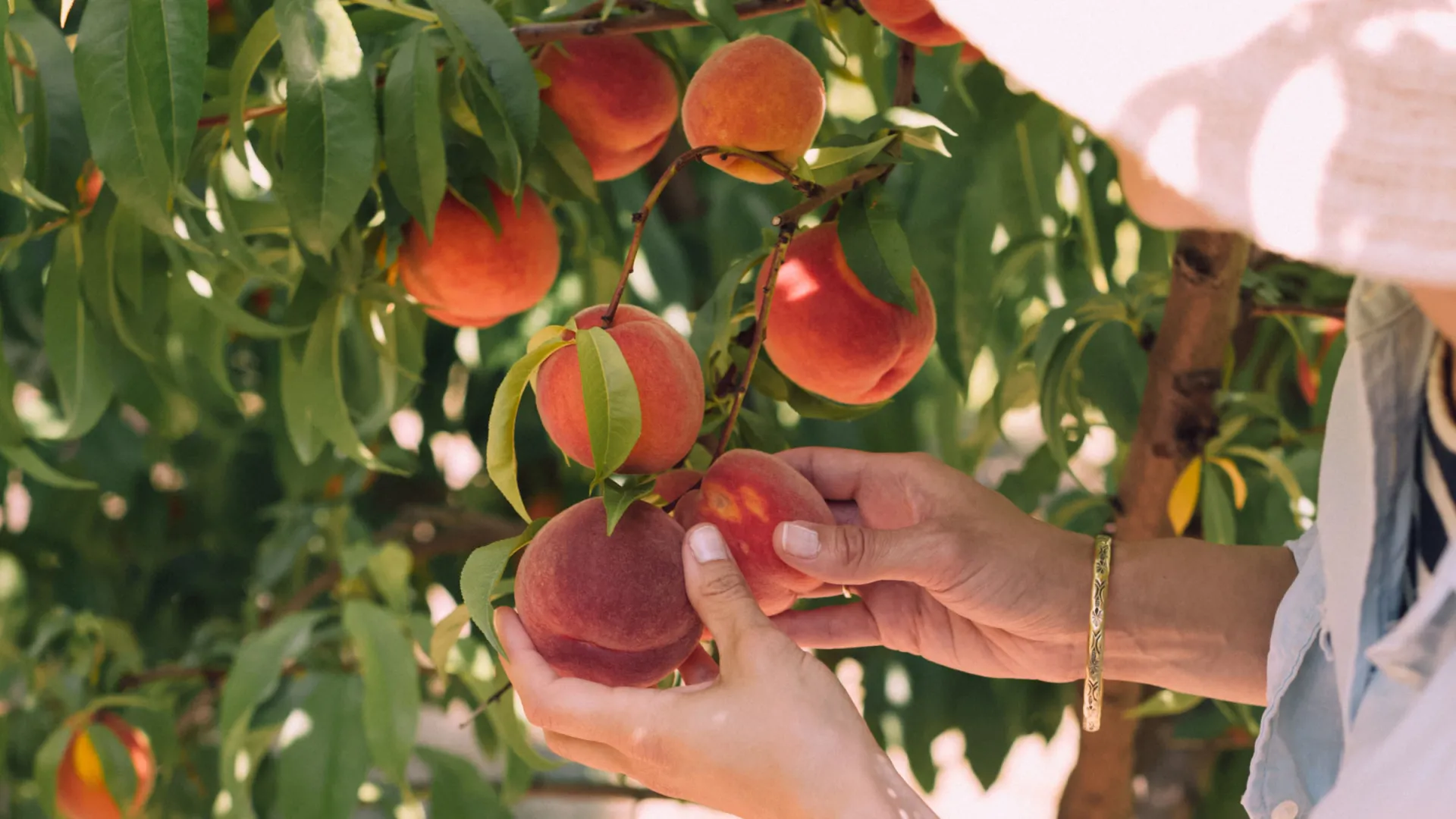peaches christiann-koepke-Dwj_hJom_Sc-unsplash