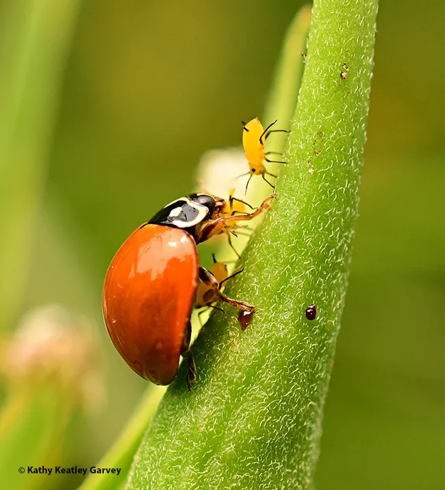 A lady beetle, aka ladybug, chowing down on an aphid, while another "waits its turn." (Photo by Kathy Keatley Garvey)