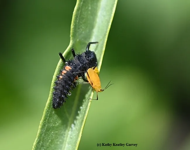 The larvae of lady beetles also feast on aphids. This larva is getting its share. (Photo by Kathy Keatley Garvey)