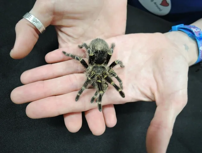 A tarantula at the Bohart Museum of Entomology. (Photo by Kathy Keatley Garvey)