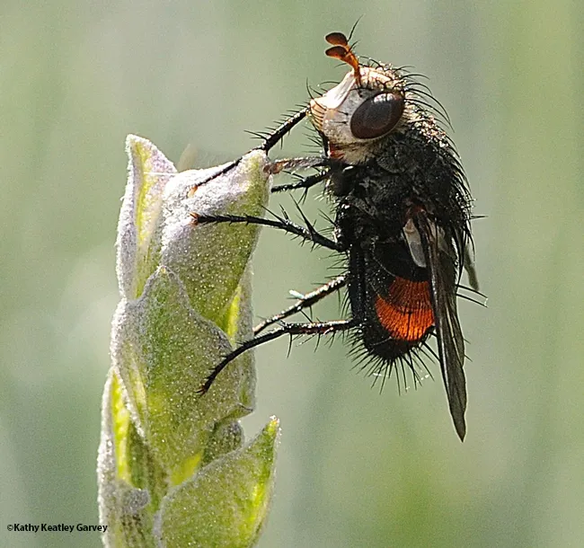 A female tachinid on lavender. (Photo by Kathy Keatley Garvey)