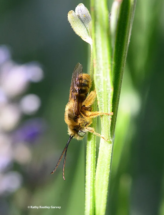 A male longhorned bee, Melissodes agilis, in a Davis garden. (Photo by Kathy Keatley Garvey)