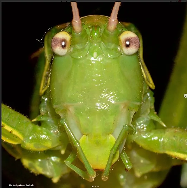 This is a rare grasshopper, a male Chaparral Shieldback, Cyrtophyllicus chlorum, that Gwen Erdosh found and photographed in Winters. She posted this on her Instagram account.