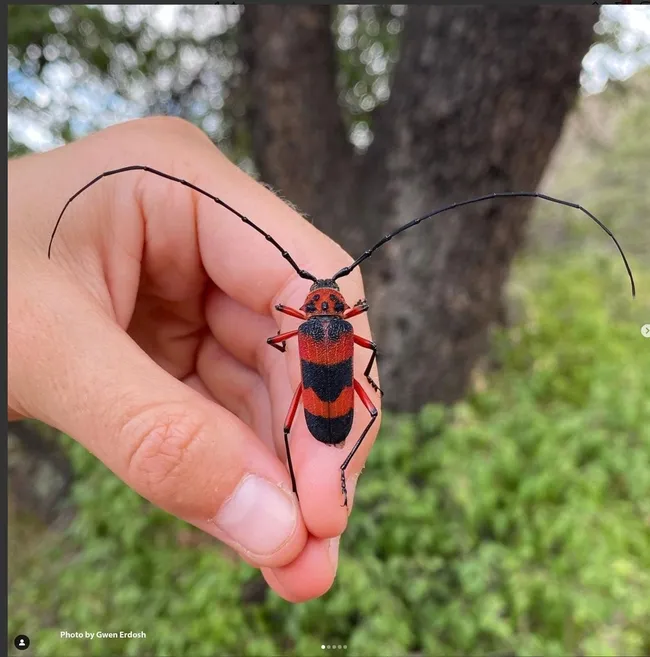 This is a Texas Canyon longhorn beetle, Megapurpuricenus magnificus, that Gwen Erdosh photographed with her Iphone 11 in Tucson, Arizona. "This beetle only appears every three years for about two weeks to reproduce, and it is only found in a few spots in the United States," she wrote on her Instagram account.