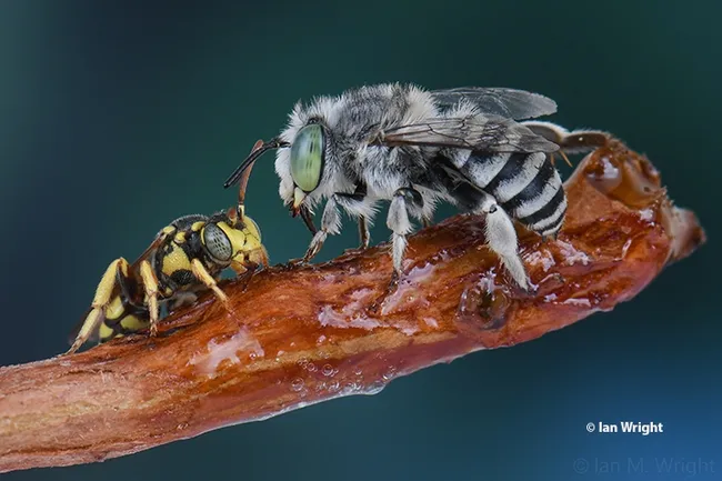 In this award-winning image, a cuckoo bee, Nomada sp.(left), and an Anthophora bee share honey on a twig. The work of Ian Wright, it was selected as a September (inset) image in the ESA's World of Insects calendar. (Copyrighted Photo by Ian Wright)