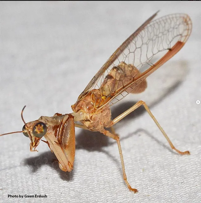 "Mantisflies are neither mantises nor flies, they are actually neuropterans, just like lacewings and antlions!" Gwen Erdosh writes on her Instagram account. "They evolved raptorial forelegs separately from mantises, which is called convergent evolution." (Photo by Gwen Erdosh)