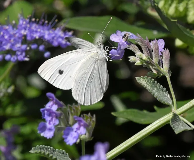 This is a cabbage white butterfly, Pieris rapae. In its larval stage, it is a pest of cucurbits. (Photo by Kathy Keatley Garvey)