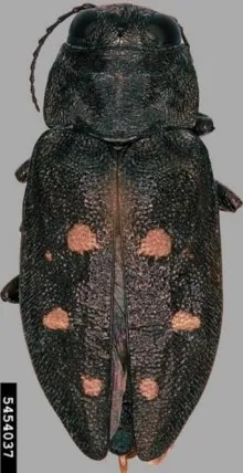 Adult Flatheaded Fir Borer. Source: Bill Schaupp, USDA Forest Service