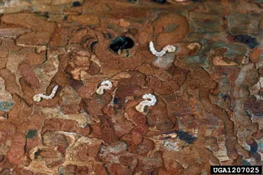 Flatheaded Fir Borer Larvae and Galleries. Source: Dave Powell, USDA Forest Service (retired), Bugwood.org