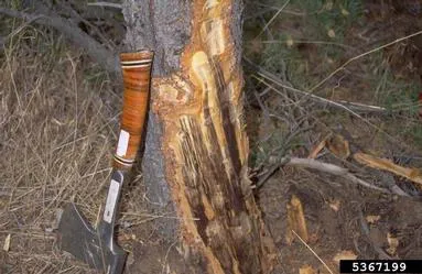 Black Stain Root Disease Sapwood Damage. Source: William Jacobi, Colorado State University, Bugwood.org