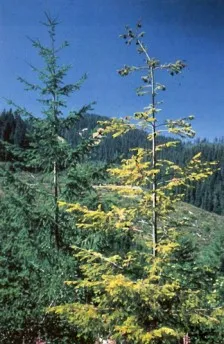 Black Stain Root Disease Crown Decline. Source: Source: USDA Forest Service