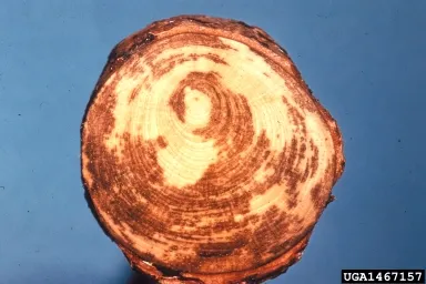 Cross-section of tree affected by black stain root disease. Source: USDA Forest Service - Forest Health Protection Intermountain Region, Bugwood.org