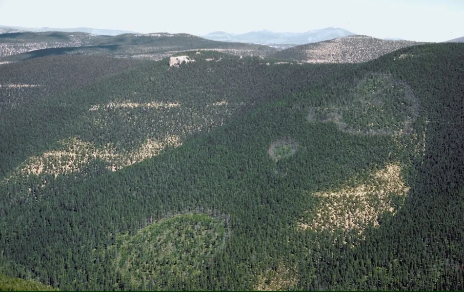 Armillaria disease centers in Montana. Source: USDA Forest Service