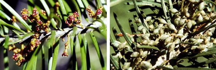 Male (left) and female (right) Douglas fir dwarf mistletoes. Note the explosive seeds on the female plants. Source: Jerome S. Beatty, cabi.org